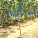 210300_AGRICULTURA_AUMENTA_PRODUCCI_N_DE_PL_TANO-4