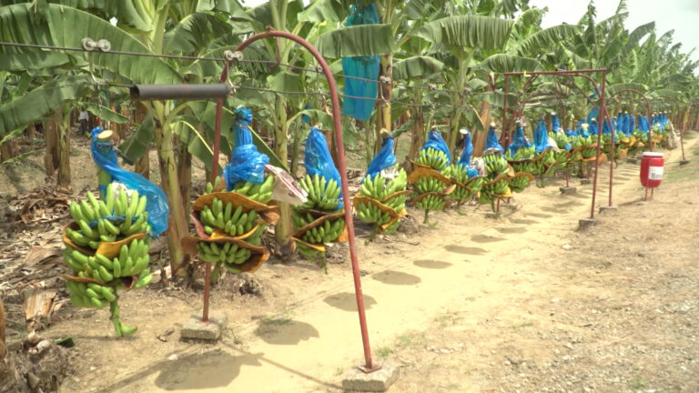 210300_AGRICULTURA_AUMENTA_PRODUCCI_N_DE_PL_TANO-4